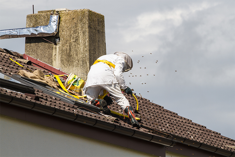 Bee Pest Control in Enfield Greater London