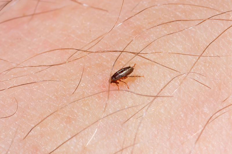 Flea Pest Control in Enfield Greater London